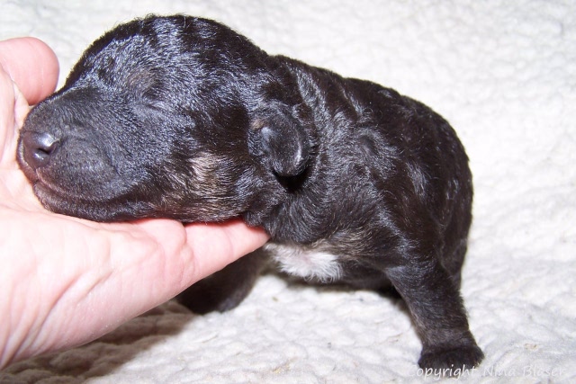 Arc-en-ciel Arlequin 20.01 (5).JPG